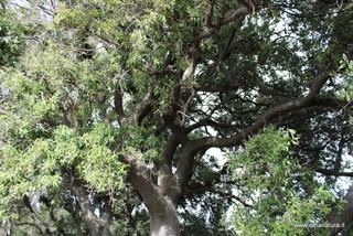 Leccio di monte Ilice